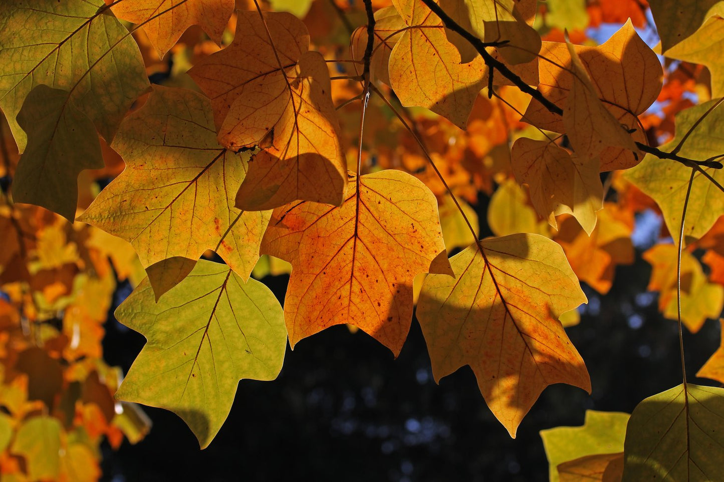 Liriodendron tulipifera, Utr 100-125