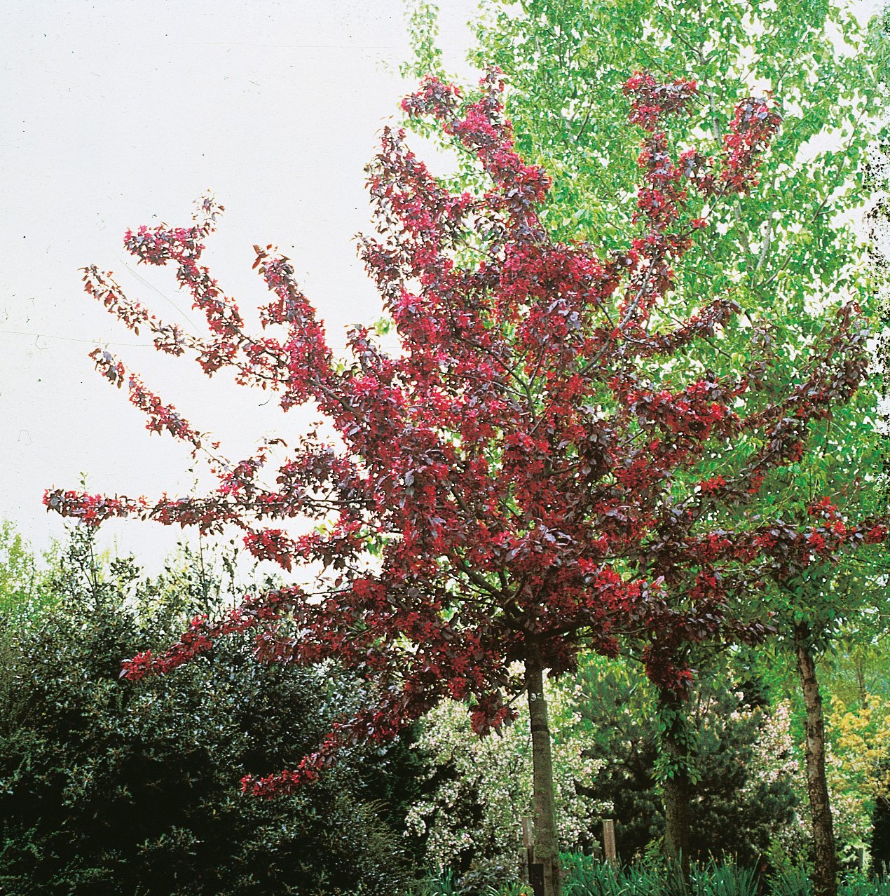 Malus 'Royalty', Sh 80-90