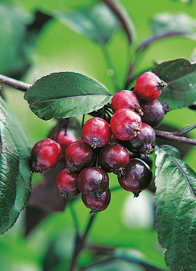 Malus 'Royalty', Sh 80-90