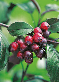 Malus 'Royalty', Sh 80-90