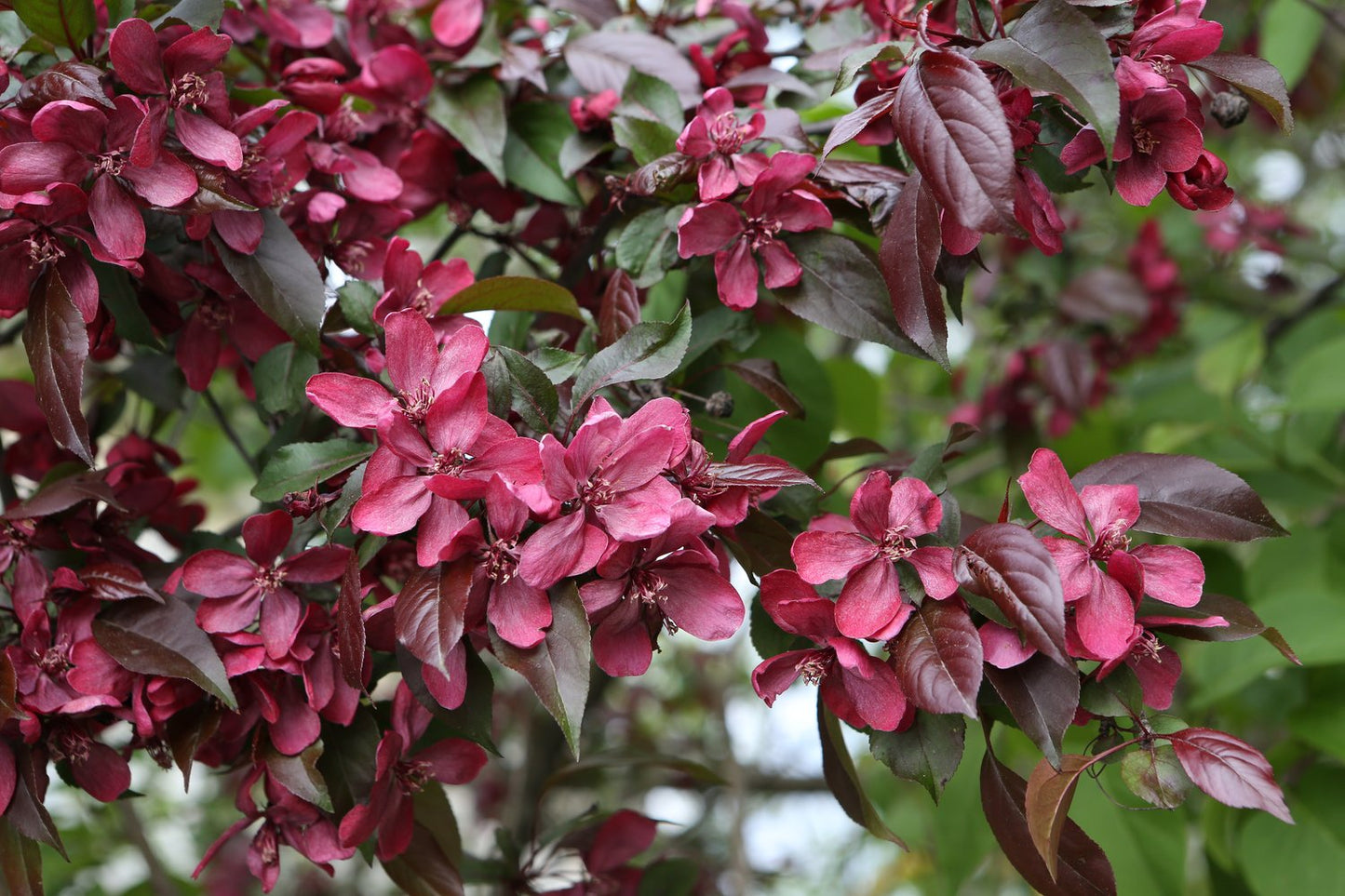 Malus 'Royalty', Sh 80-90