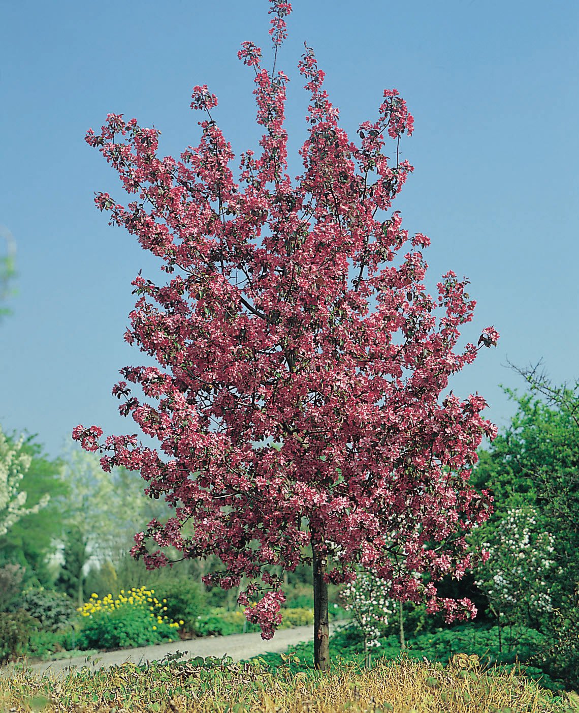 Malus 'Rudolph', Sh 90-120