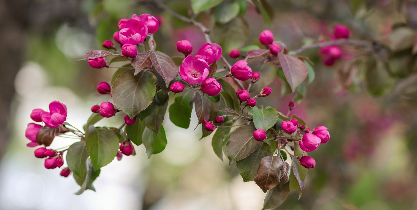 Malus 'Rudolph', Sh 90-120