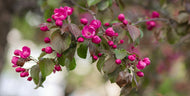 Malus 'Rudolph', Sh 90-120