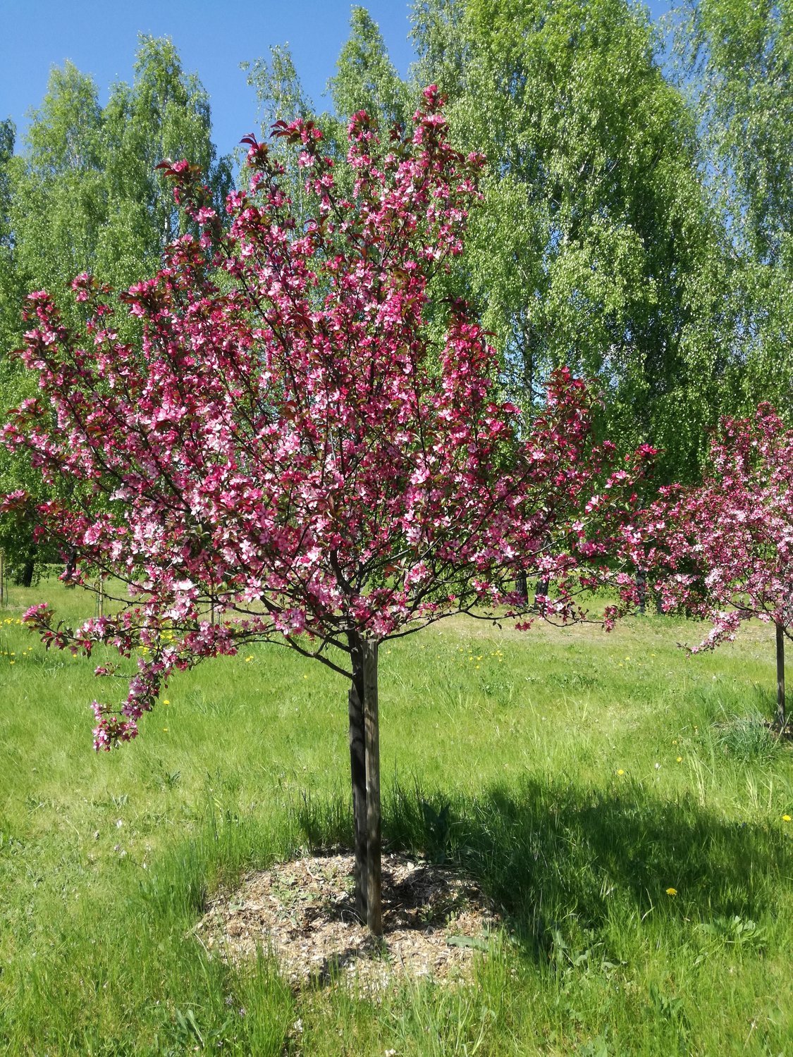 Malus 'Rudolph', Sh 90-120