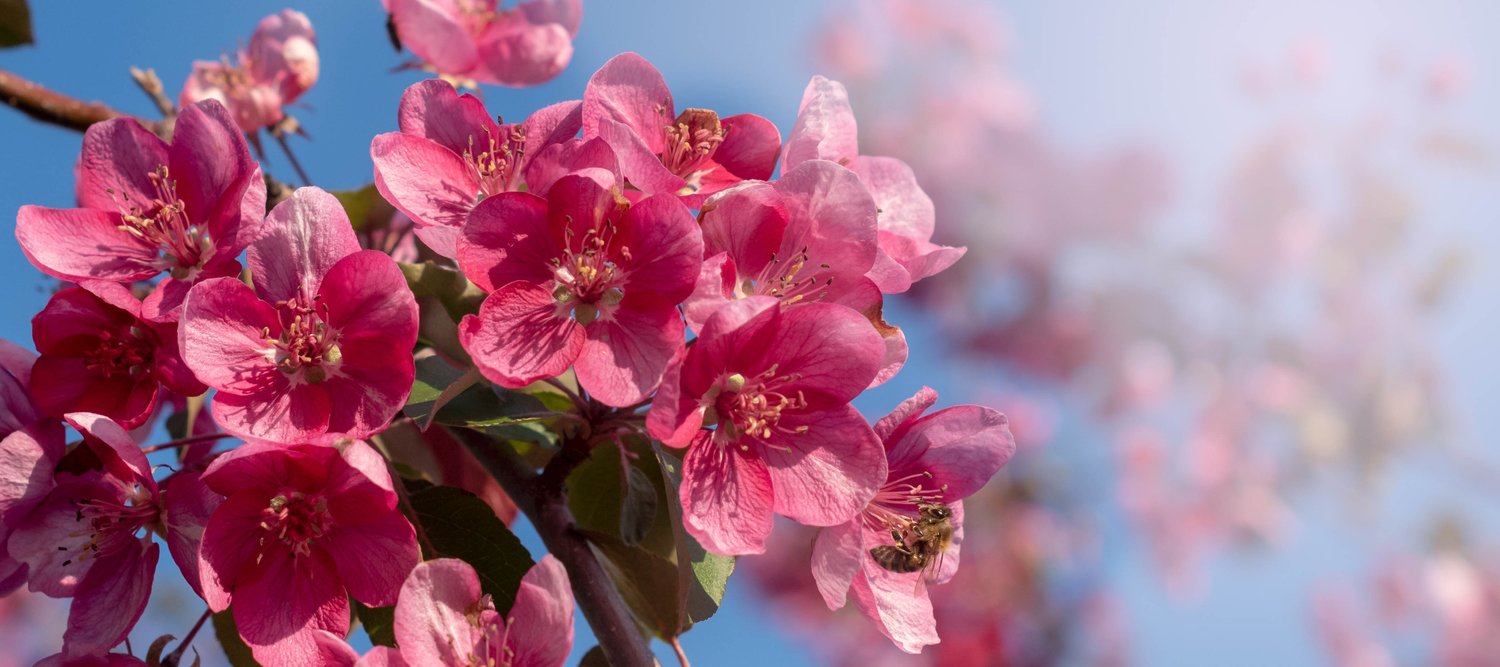 Malus 'Rudolph', Sh 90-120
