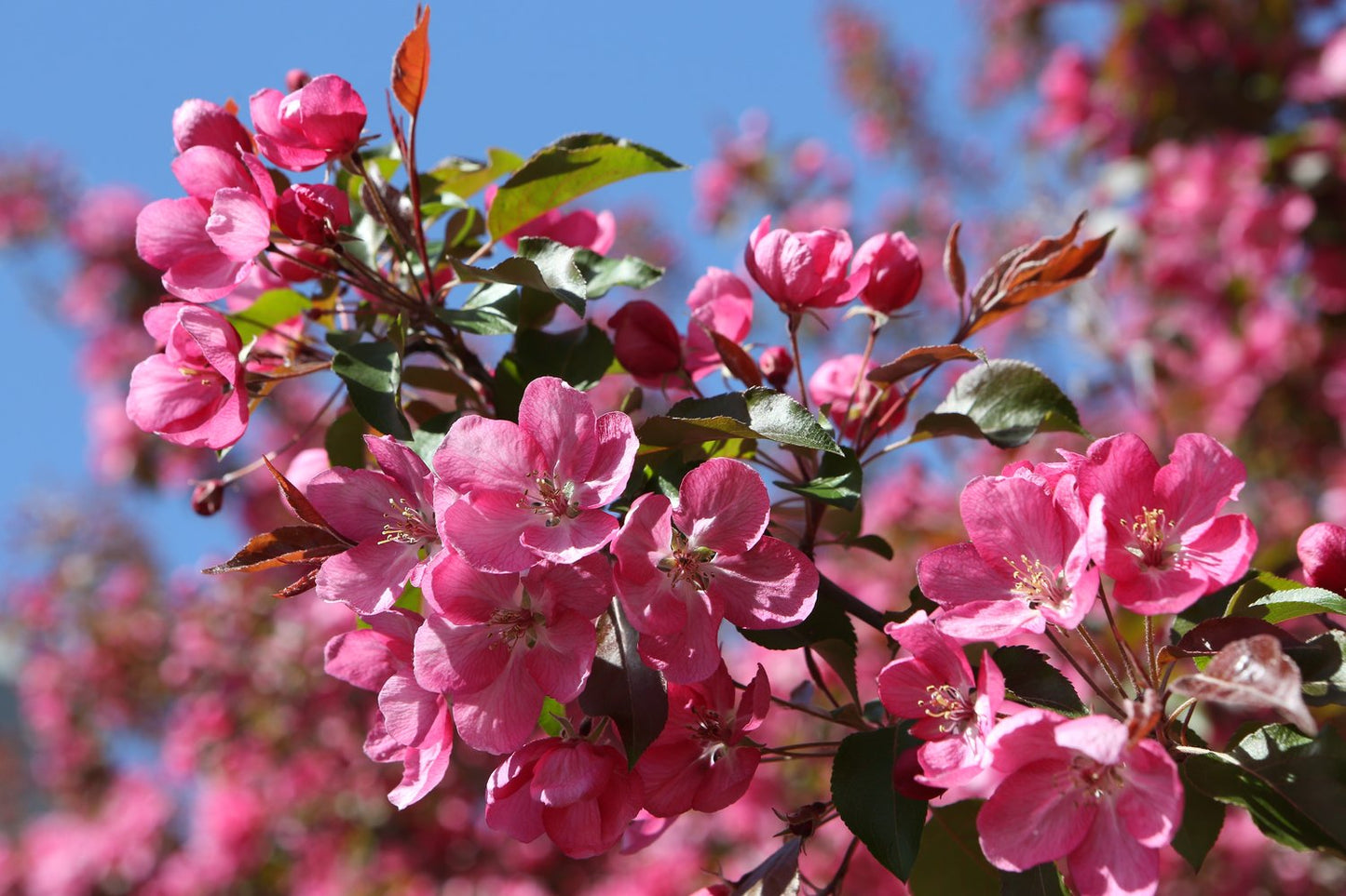 Malus 'Rudolph', Sh 90-120
