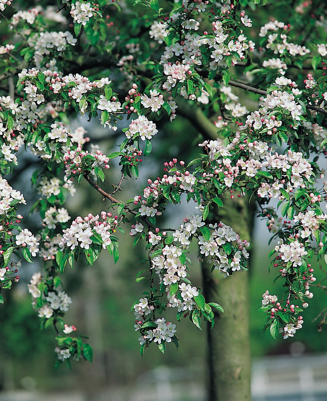 Malus x zumi 'Professor Sprenger', Sh 90-110