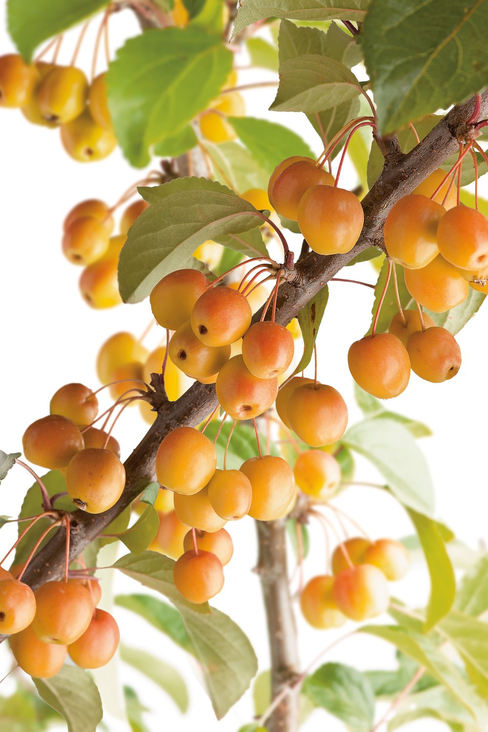 Malus x zumi 'Professor Sprenger', Sh 90-110