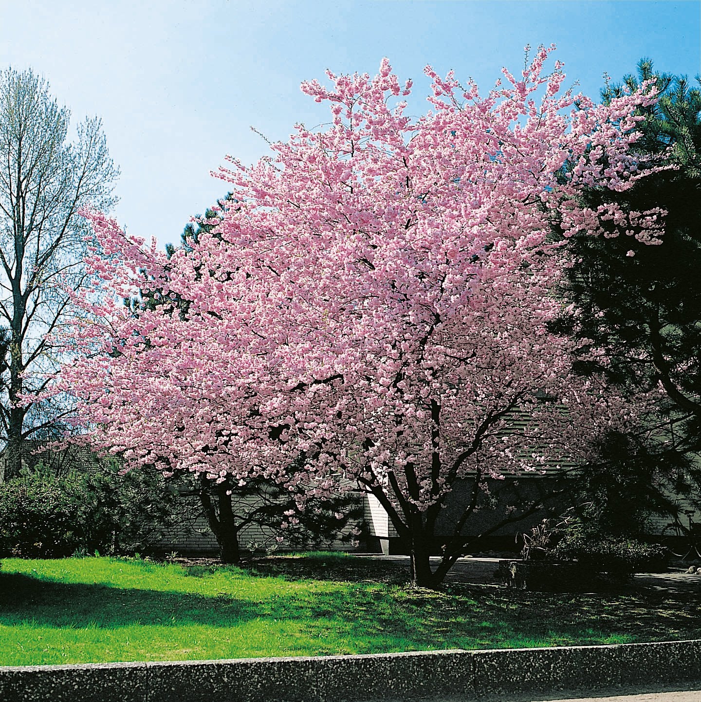 Prunus 'Accolade', Sh 100-120