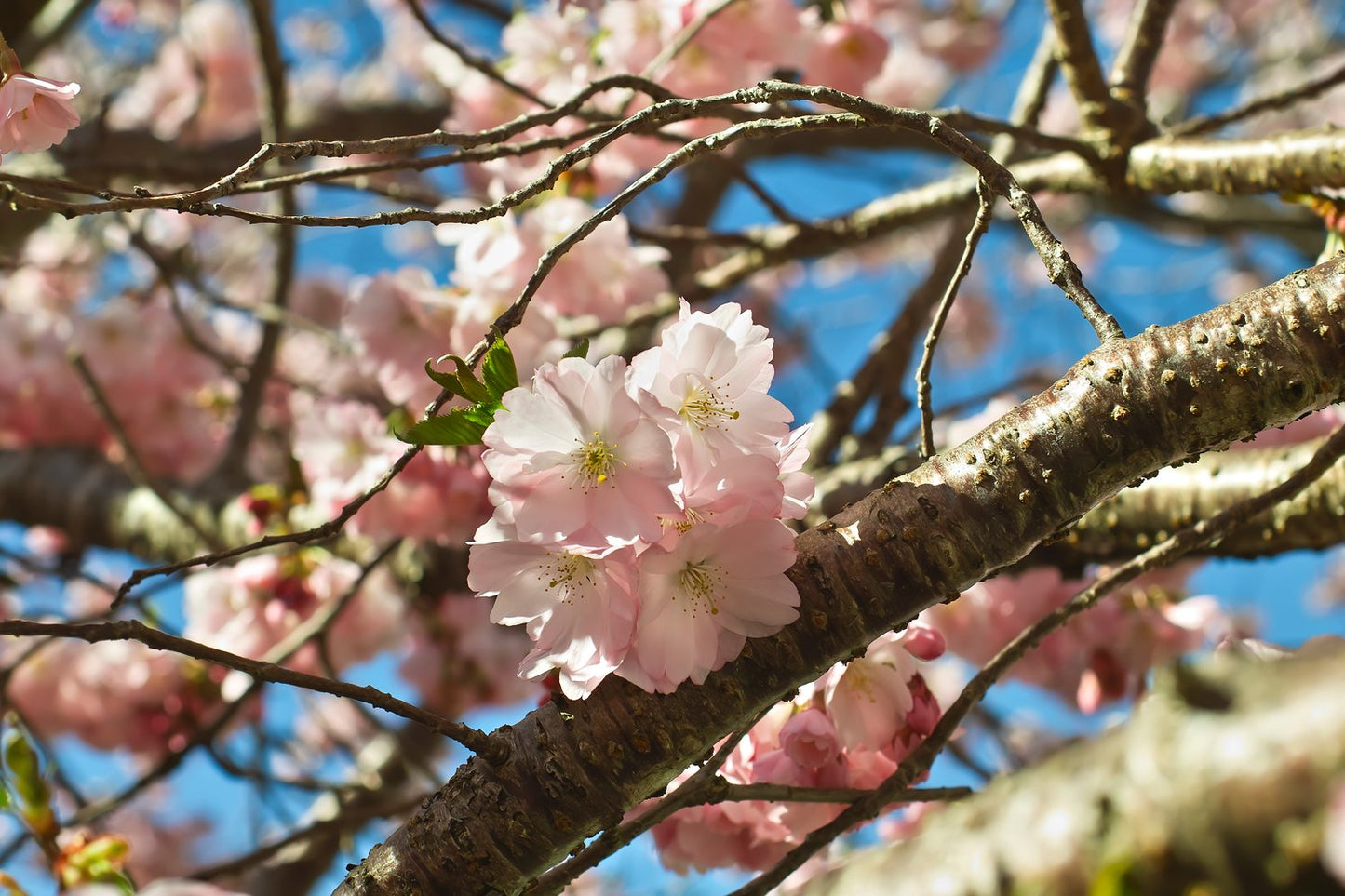 Prunus 'Accolade', Sh 100-120
