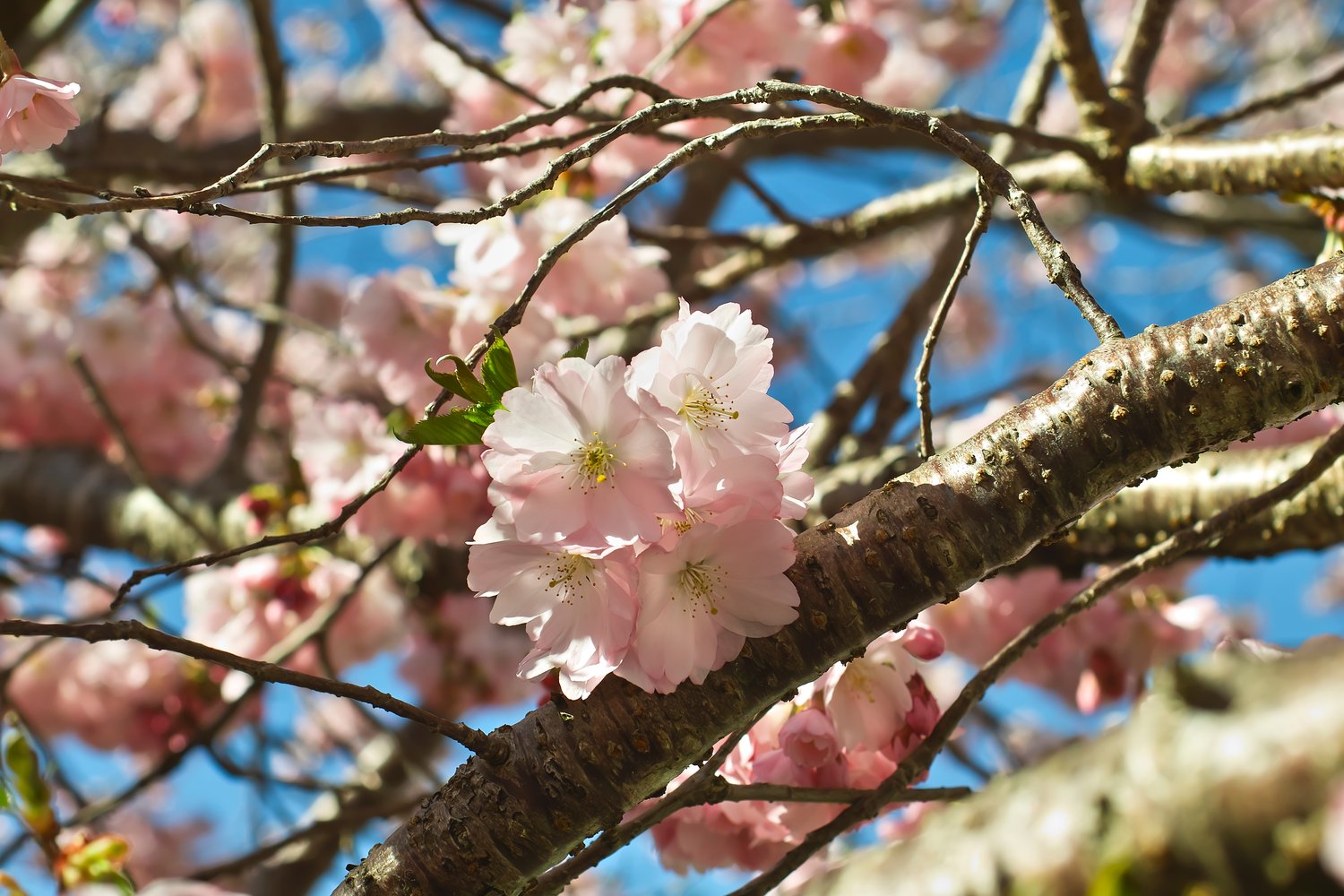 Prunus 'Accolade', Sh 100-120