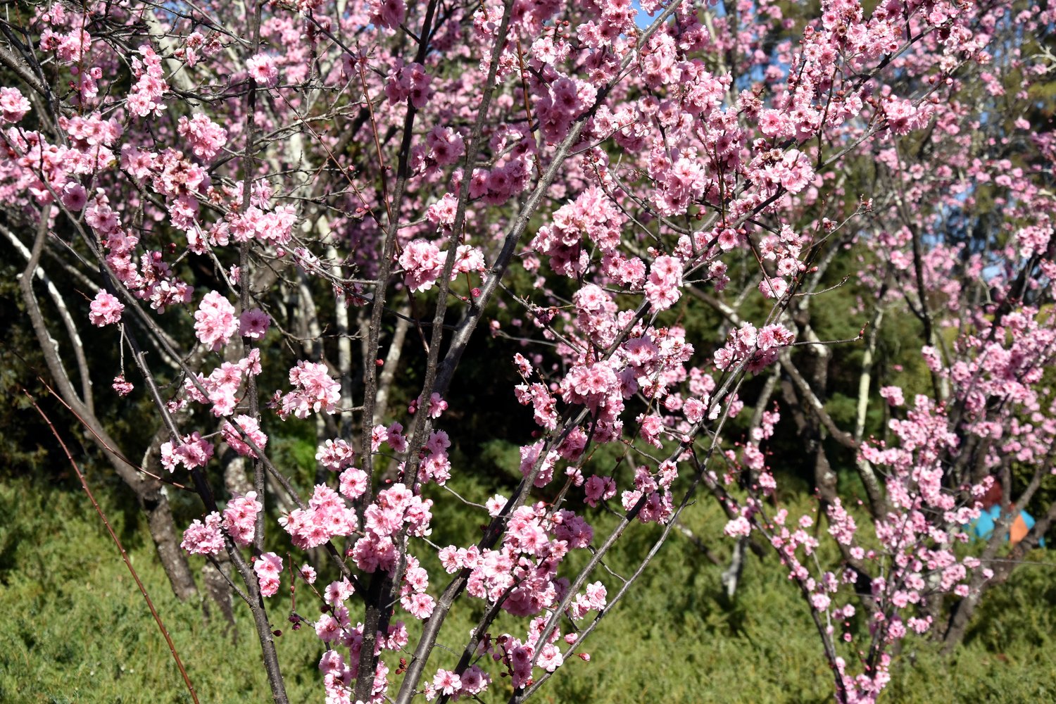 Prunus 'Accolade', Sh 100-120