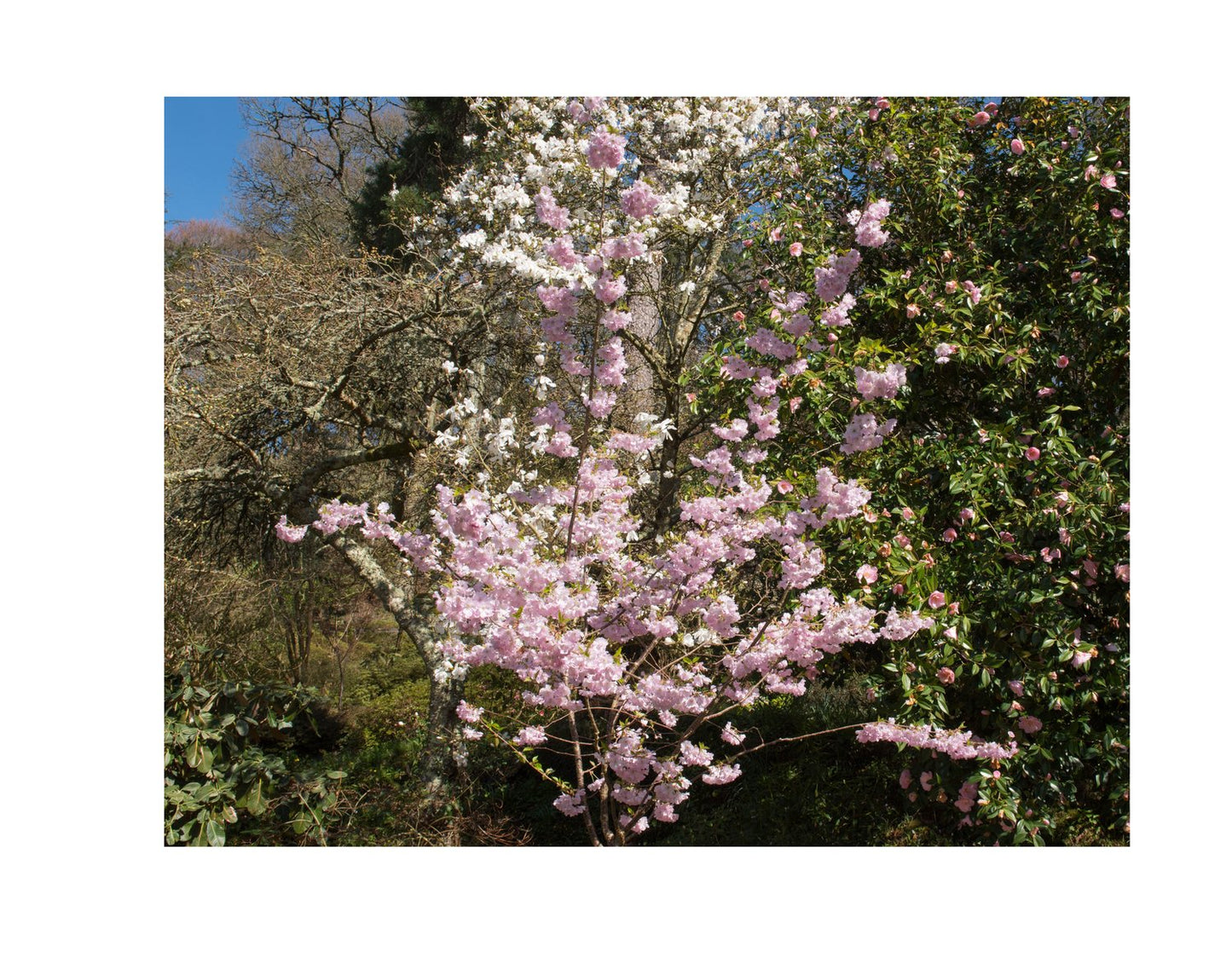Prunus 'Accolade', Sh 100-120