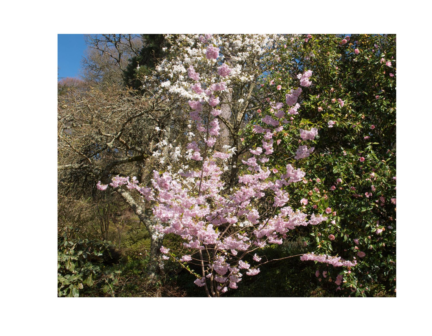 Prunus 'Accolade', Sh 100-120