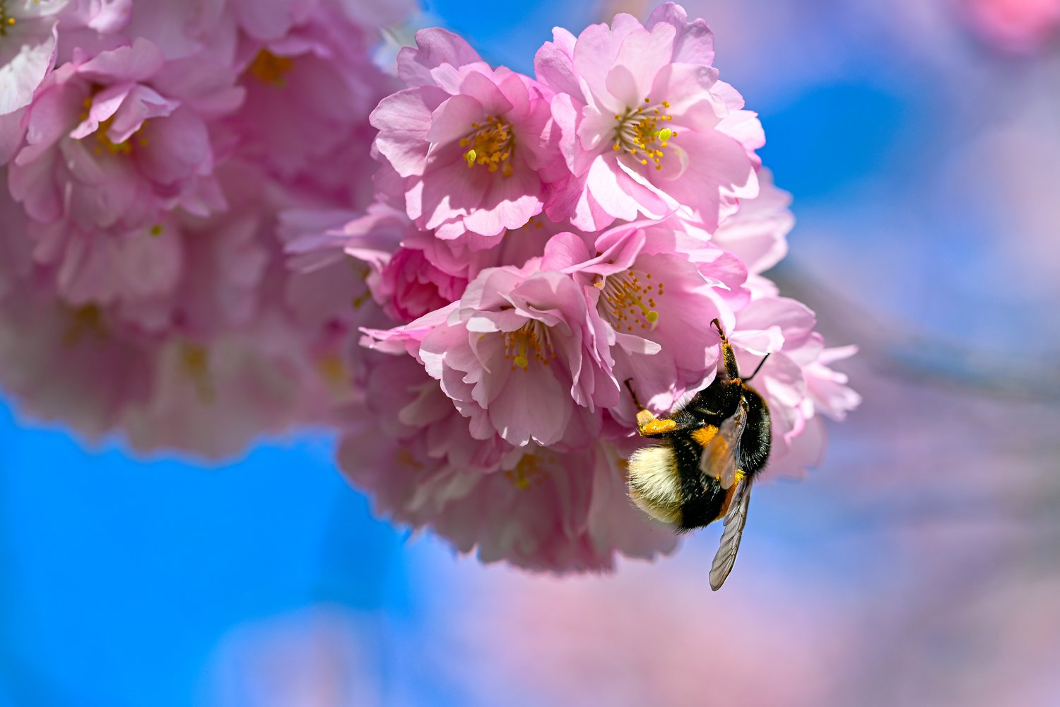 Prunus 'Accolade', Sh 100-120