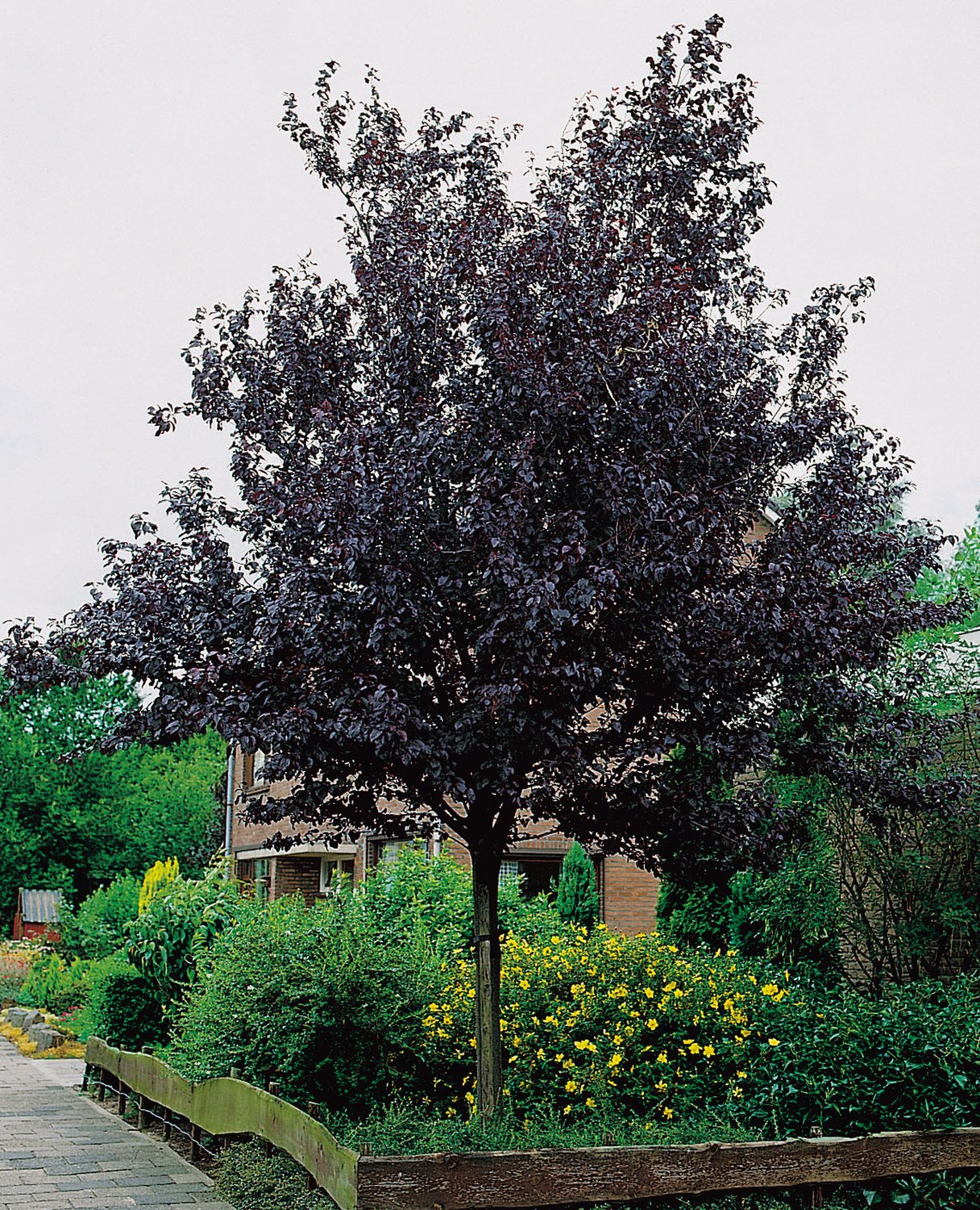 Prunus cerasifera 'Nigra', Sh 100-120