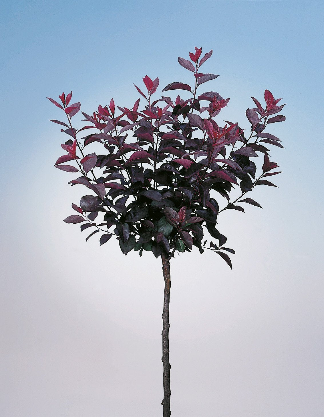 Prunus x cistena, Sh 80-90