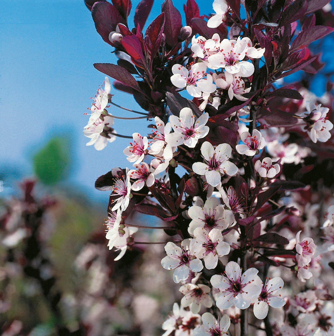 Prunus x cistena, Sh 80-90