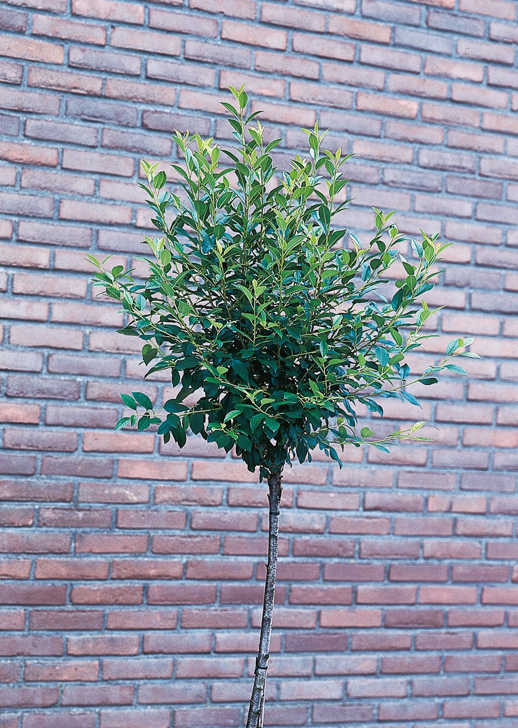Prunus x eminens 'Umbraculifera', Sh 100-120
