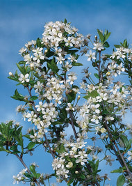 Prunus x eminens 'Umbraculifera', Sh 100-120