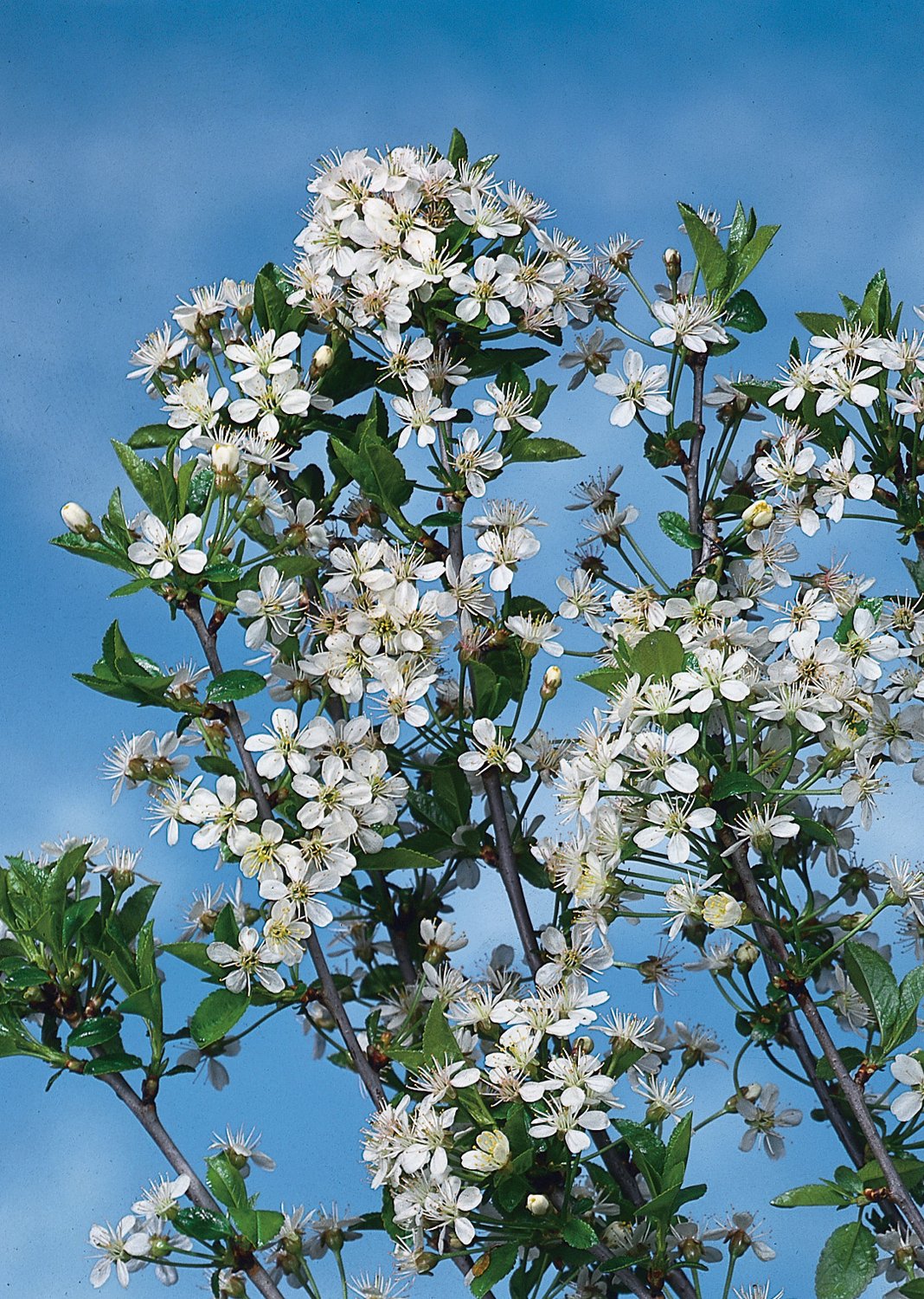 Prunus x eminens 'Umbraculifera', Sh 100-120