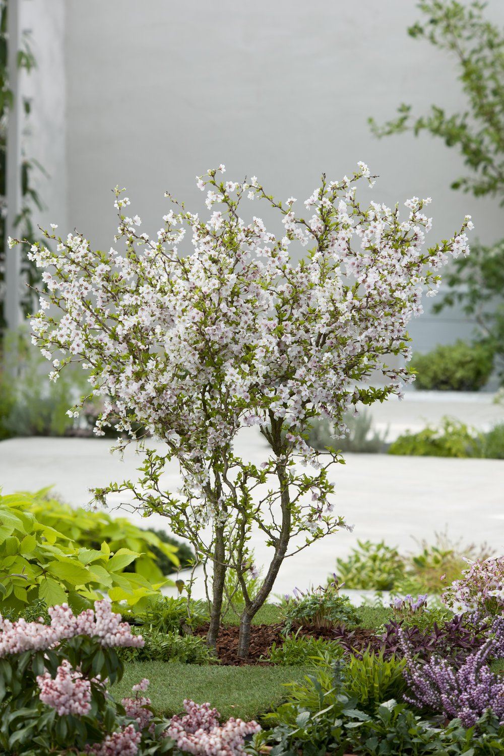 Prunus incisa 'Kojou-no-mai', Sh 60
