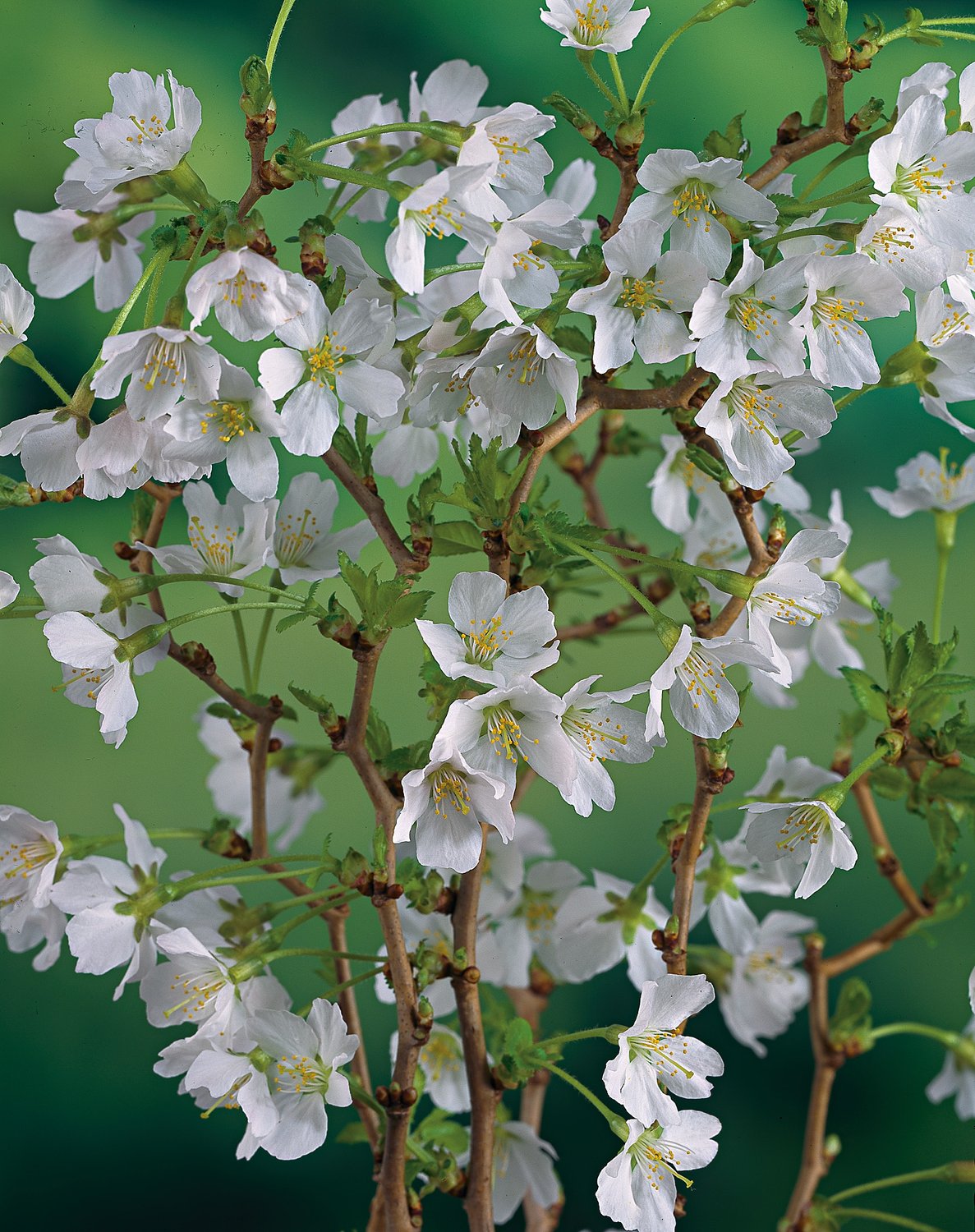 Prunus incisa 'Kojou-no-mai', Sh 60