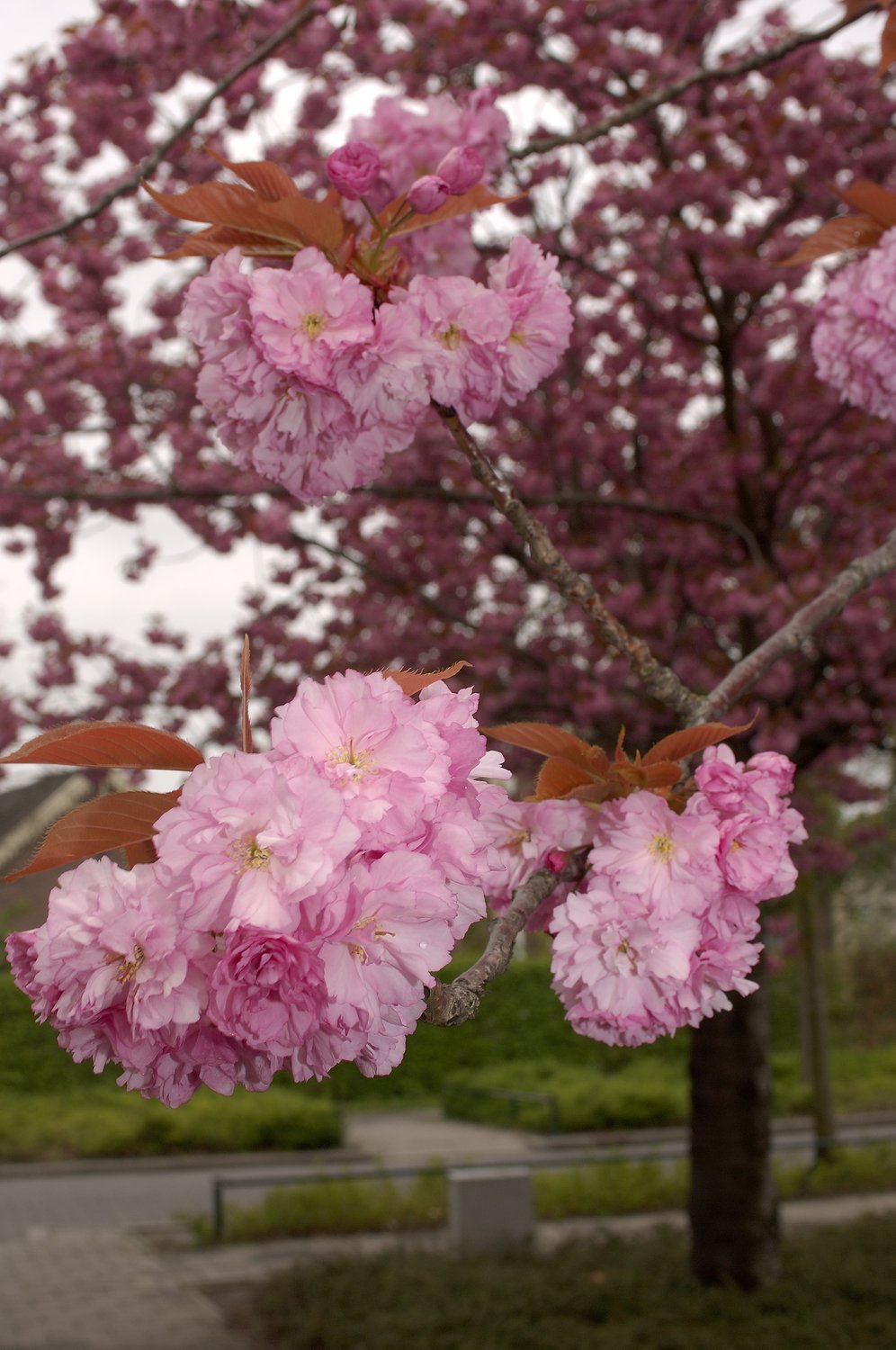 Prunus 'Kanzan', Sh 100-120