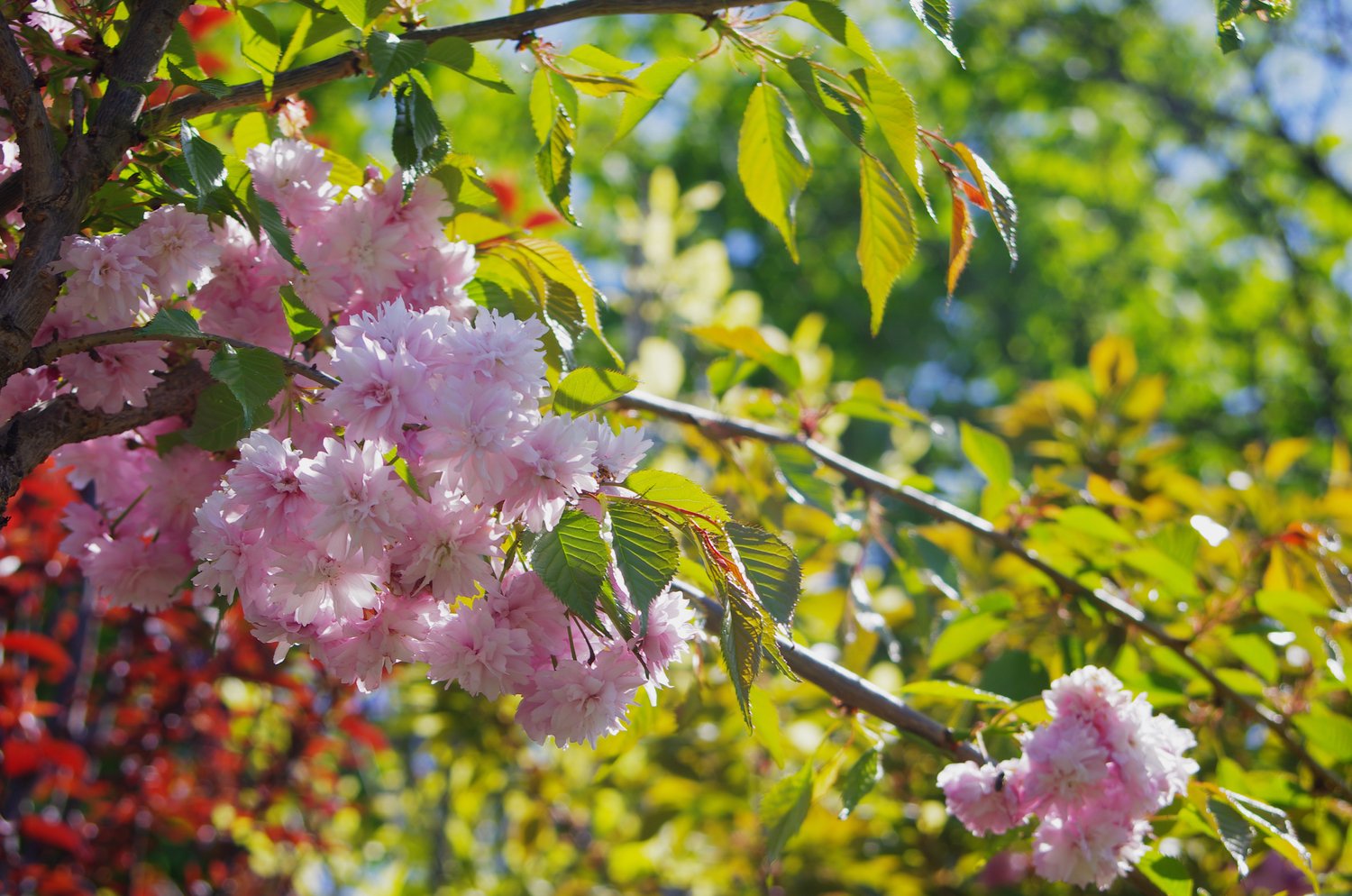 Prunus 'Kiku-shidare-zakura', Sh 100-120