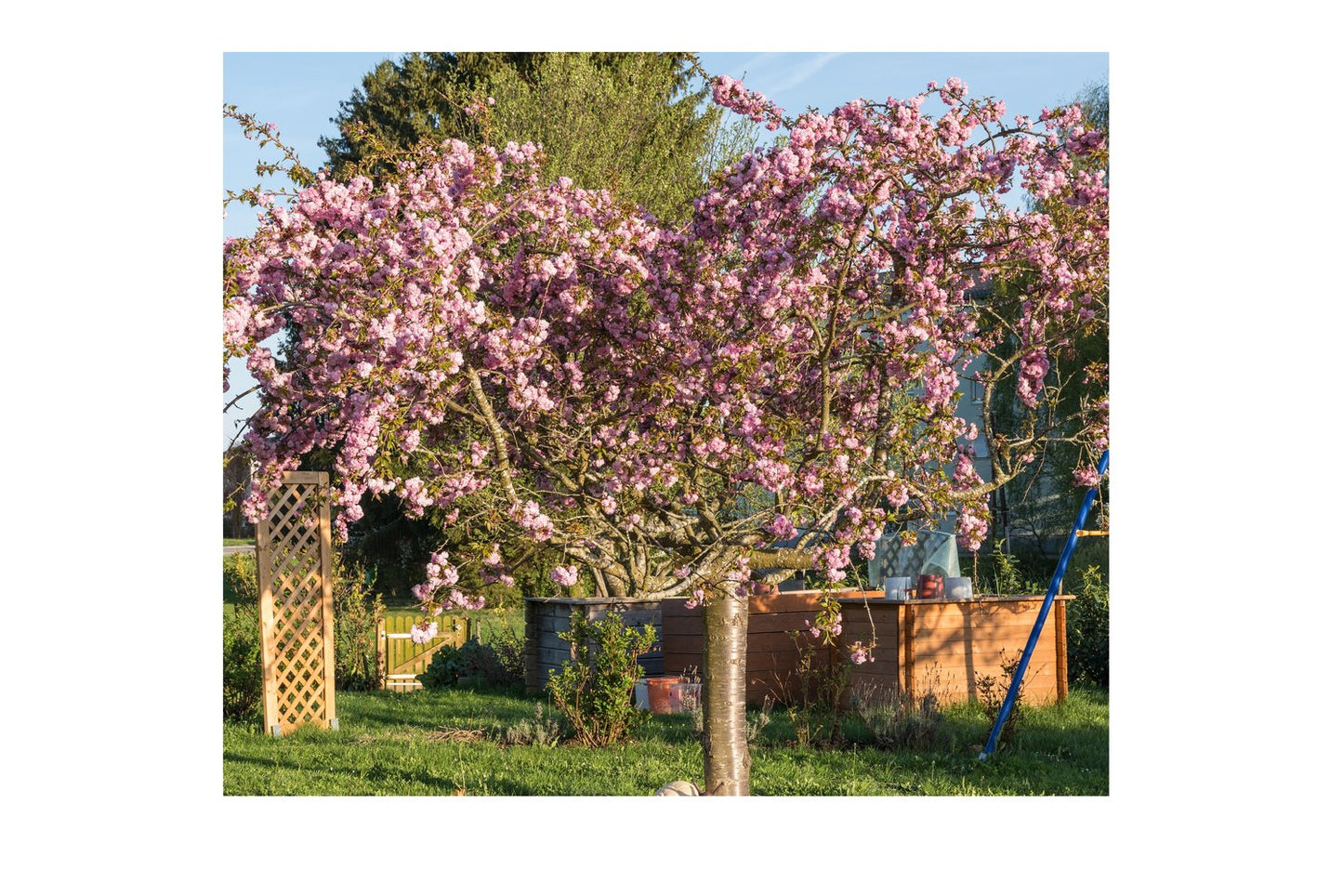 Prunus 'Kiku-shidare-zakura', Sh 100-120