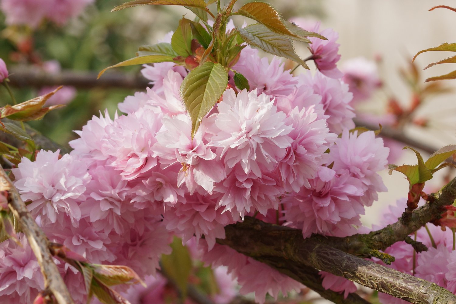Prunus 'Kiku-shidare-zakura', Sh 100-120