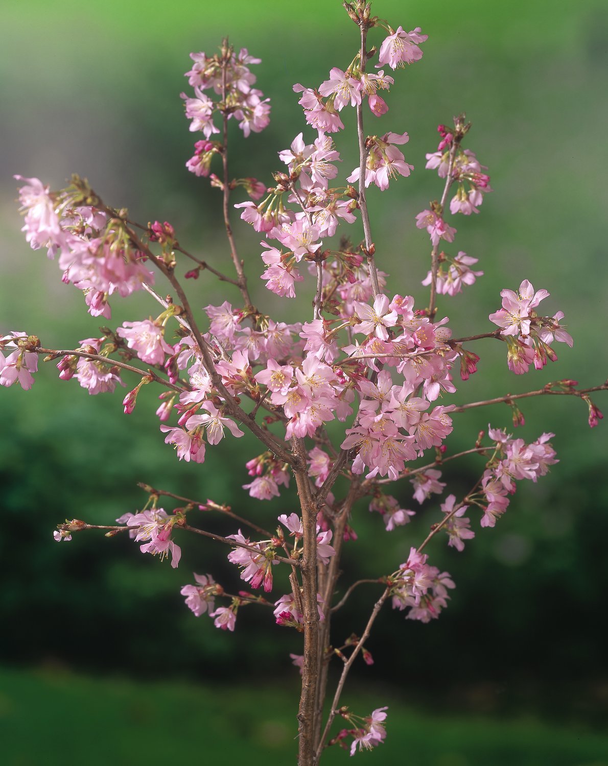 Prunus nipponica var. kurilensis 'Ruby', Sh 80-90