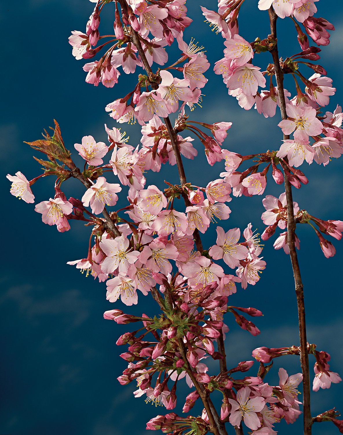 Prunus nipponica var. kurilensis 'Ruby', Sh 80-90