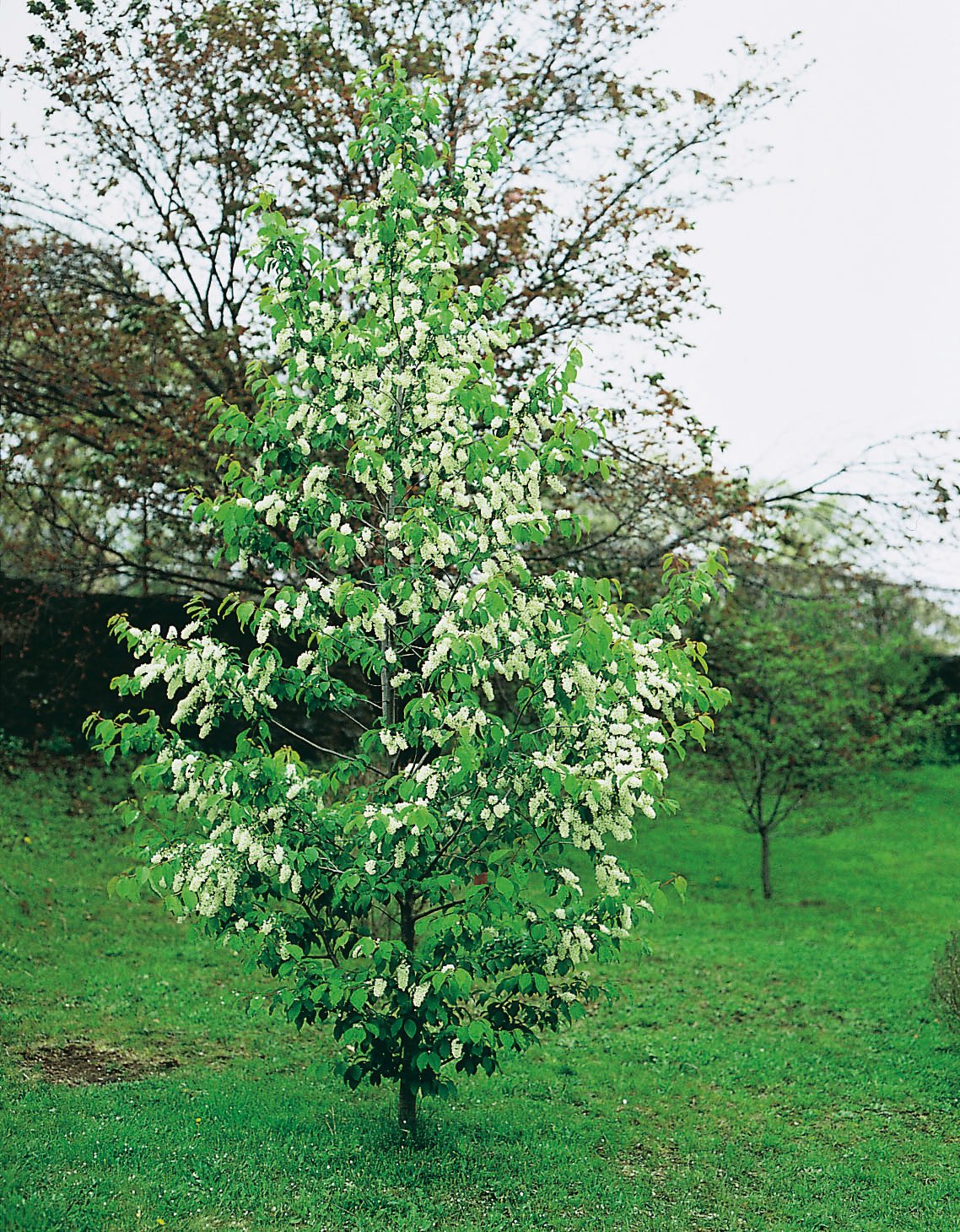 Prunus padus, Utr 120-175
