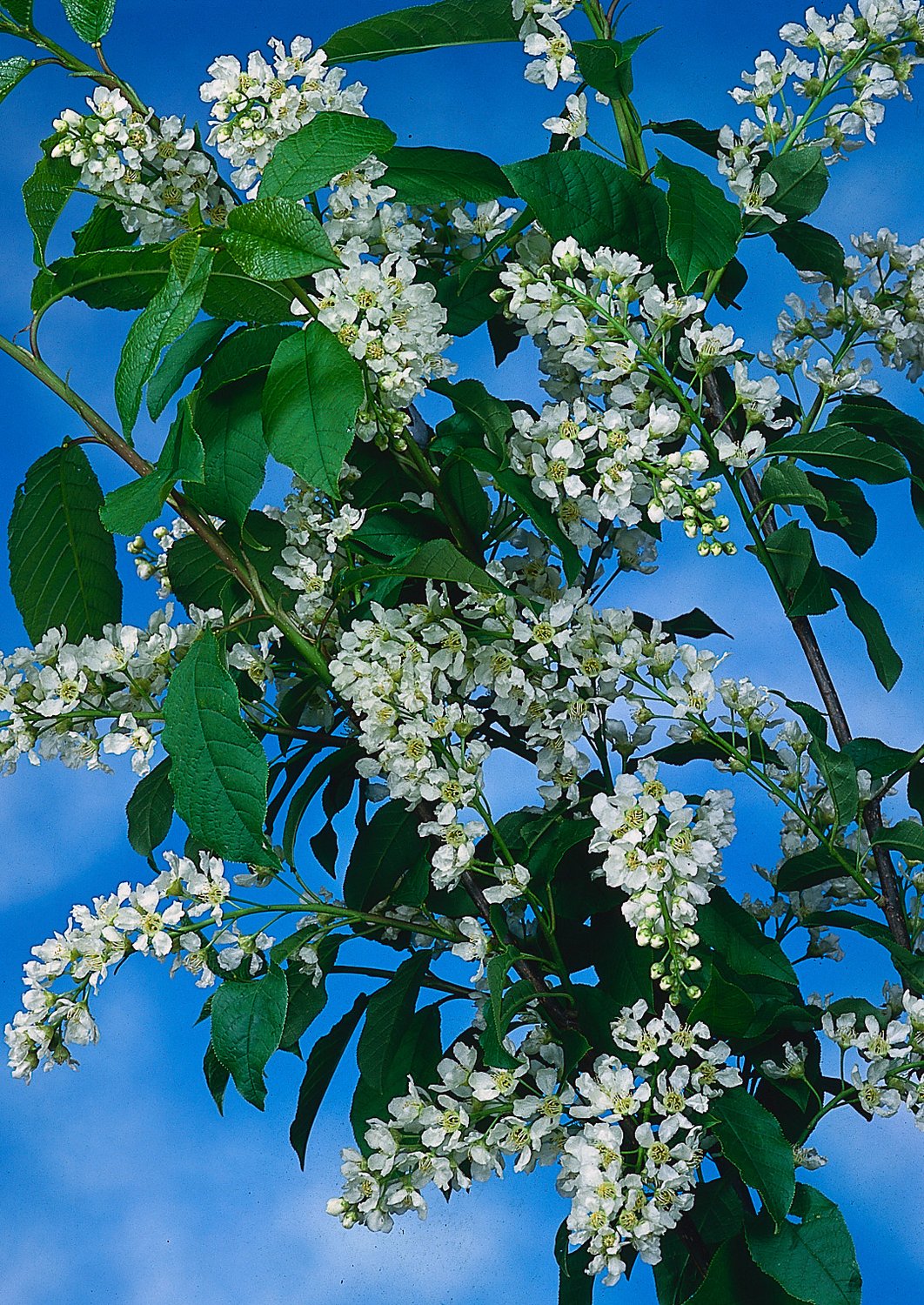 Prunus padus, Utr 120-175