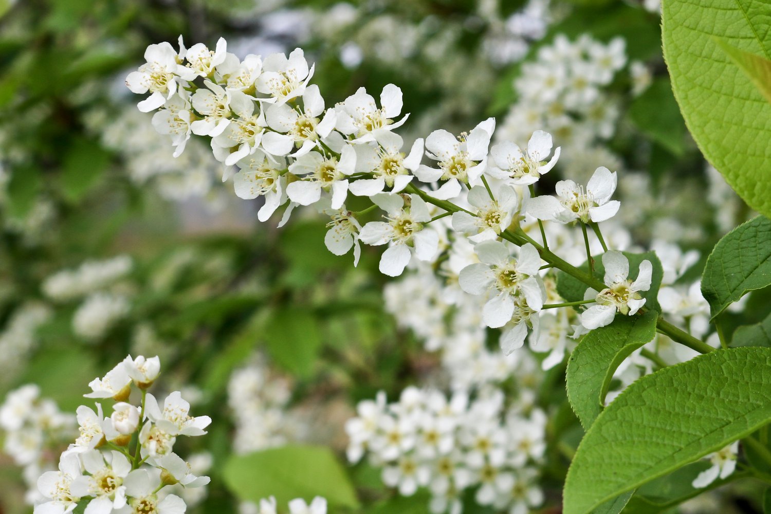 Prunus padus, Utr 120-175