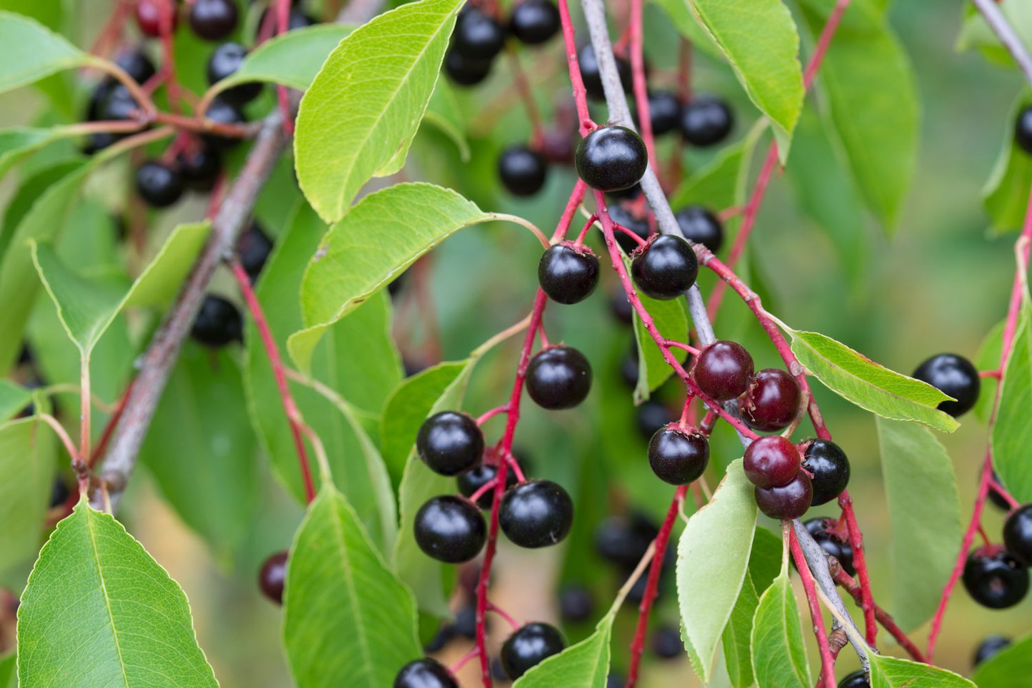 Prunus padus, Utr 120-175