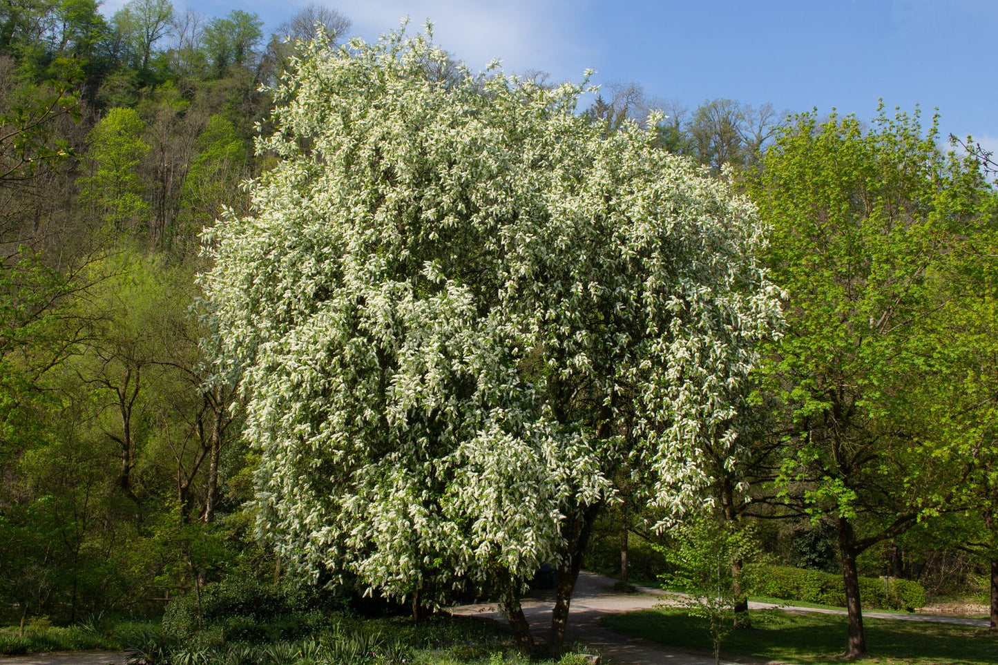 Prunus padus, Utr 120-175