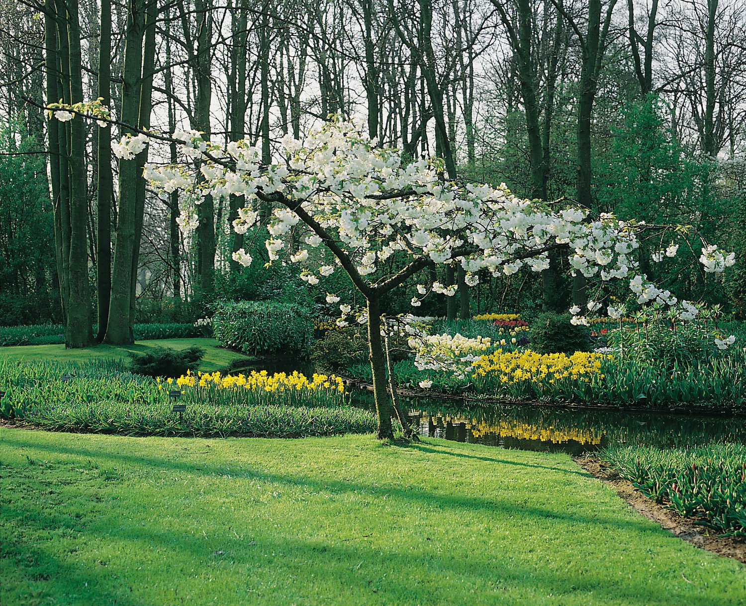 Prunus serrula, Utr 150-200