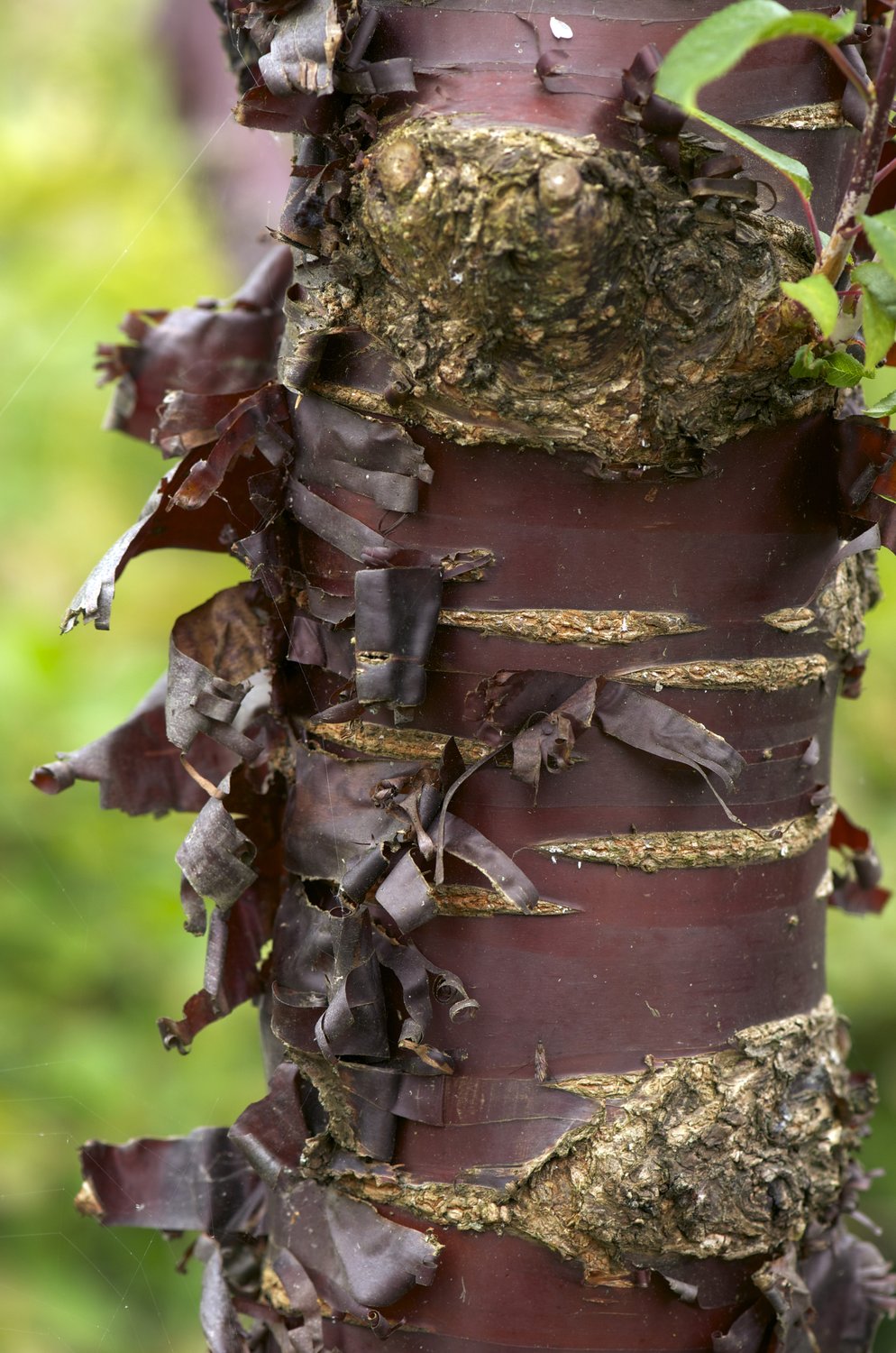 Prunus serrula, Utr 150-200