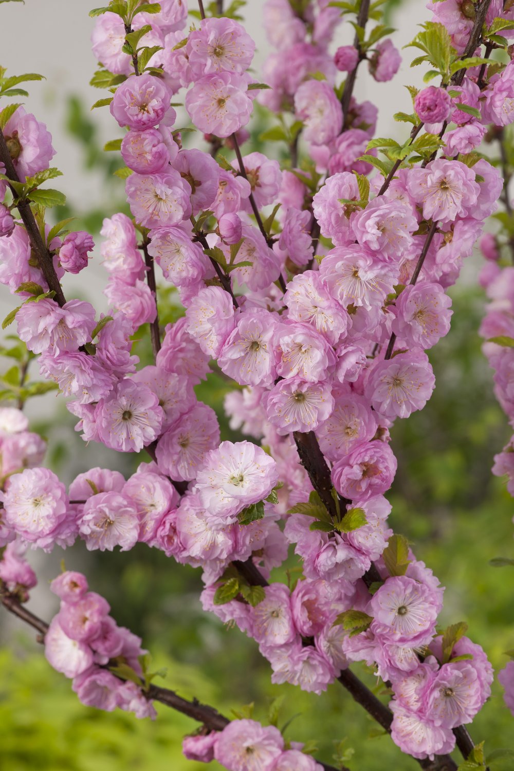 Prunus triloba, Sh 100-120