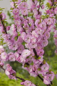 Prunus triloba, Sh 100-120