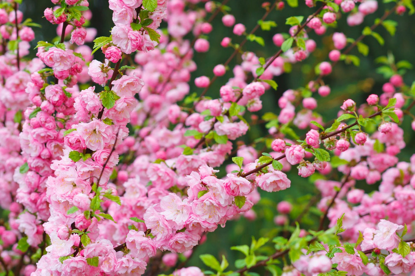 Prunus triloba, Sh 100-120