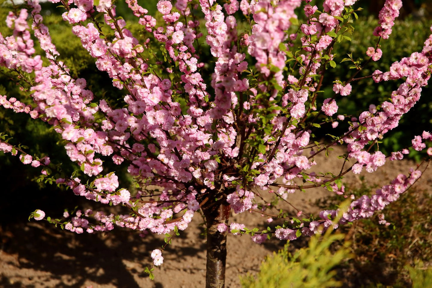 Prunus triloba, Sh 100-120