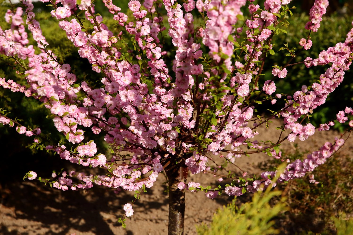 Prunus triloba, Sh 100-120