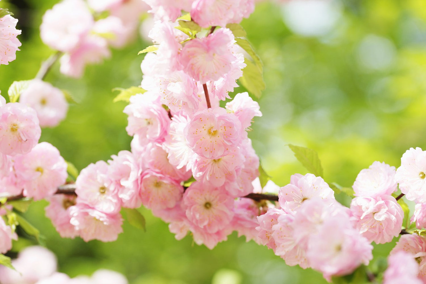 Prunus triloba, Sh 100-120