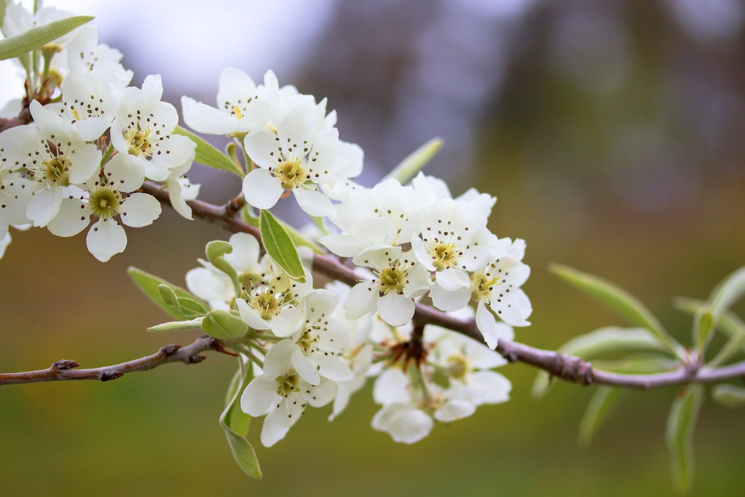 Pyrus salicifolia 'Pendula', Sh 80-90