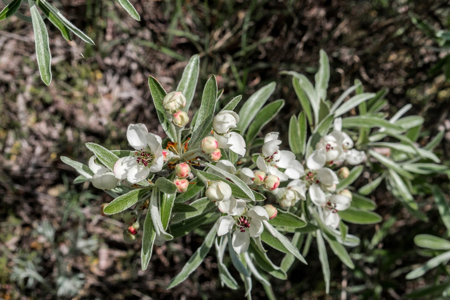 Pyrus salicifolia 'Pendula', Sh 80-90