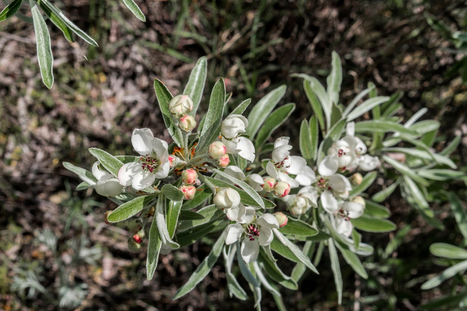 Pyrus salicifolia 'Pendula', Sh 80-90